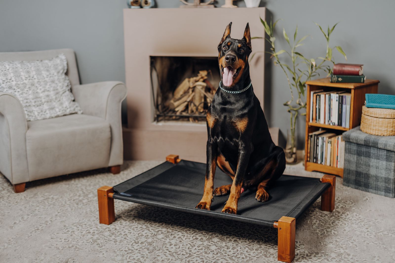 Grand chien noir et feu assis sur un lit surélevé noir, dans un salon avec un fauteuil gris, une cheminée et une bibliothèque