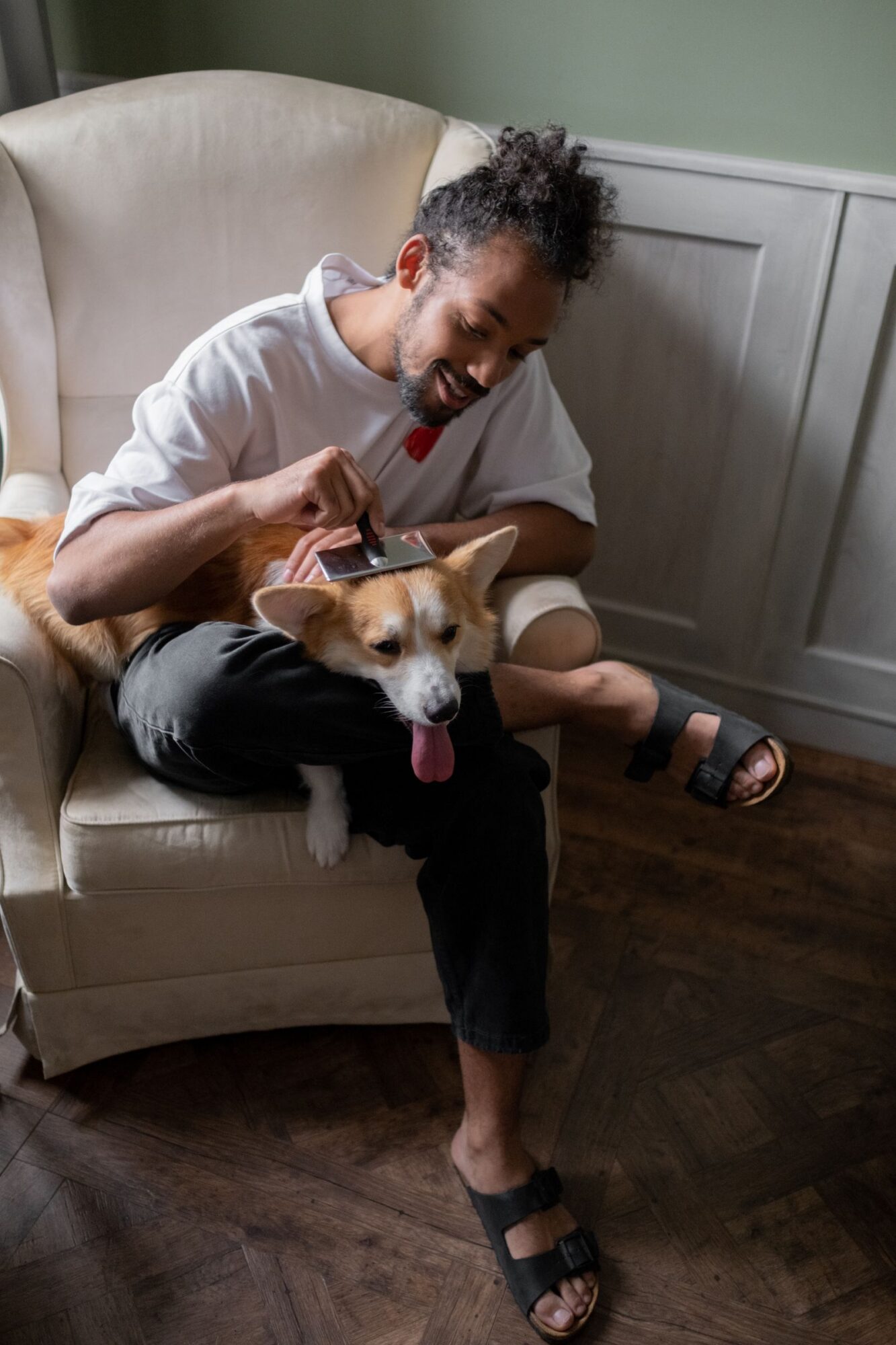 Homme assis dans un fauteuil clair qui brosse un chien couché sur ses genoux, dans une pièce aux murs vert doux