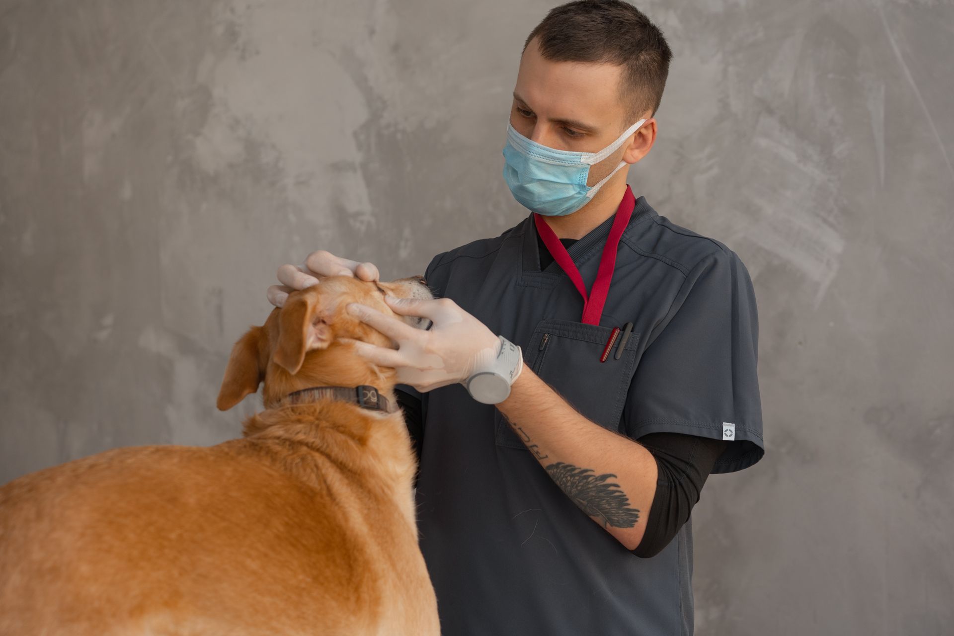 Homme en blouse grise, masque chirurgical bleu et gants blancs, tenant des deux mains la tête d'un chien au poil fauve et au collier foncé, devant un mur gris clair