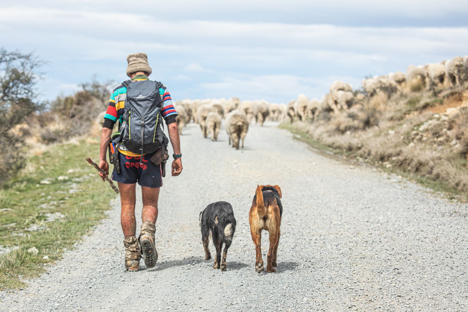 Homme de dos, coiffé d'un bonnet, avec un sac à dos gris et un bâton à la main, marchant sur un chemin de gravier avec deux chiens, un noir et un brun roux, derrière un troupeau de moutons, sous un ciel nuageux