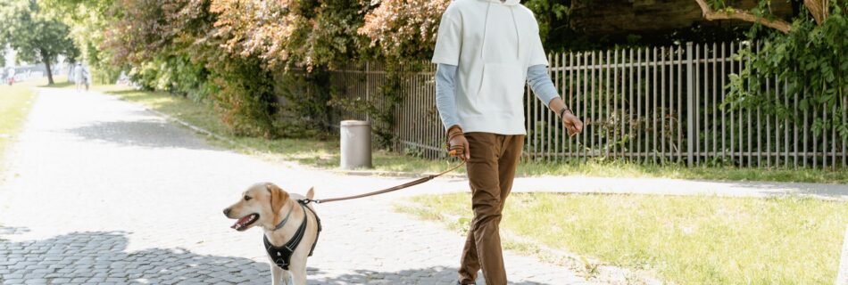 Homme en sweat à capuche blanc et pantalon marron qui marche d'un pas tranquille sur un chemin pavé bordé d'arbres, la poignée d'une laisse brune à la main, à côté d'un chien au poil clair en harnais noir qui avance la gueule ouverte, la laisse retombant en arc entre eux