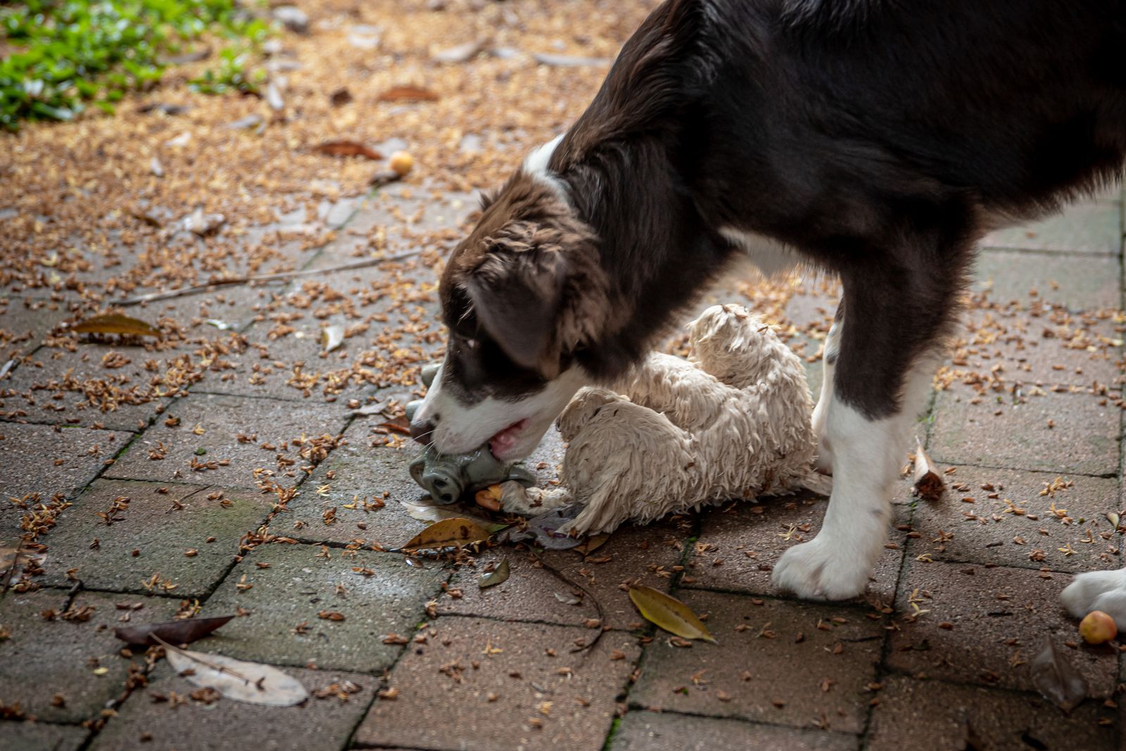 Border collie noir, marron et blanc, penché sur un dallage couvert de feuilles sèches, la gueule refermée sur un petit jouet gris à côté d'une peluche crème