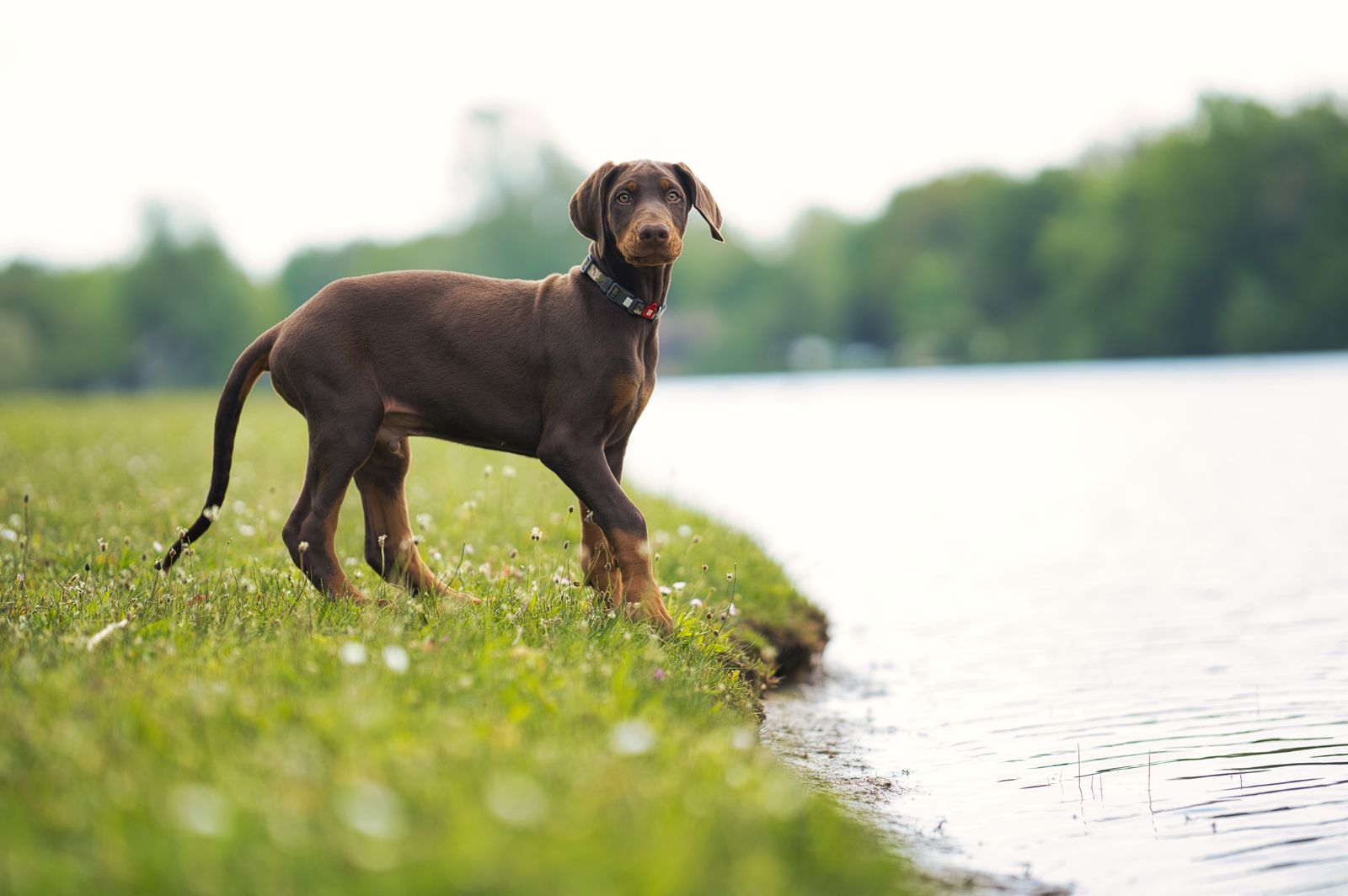 Jeune dobermann marron portant un collier, debout au bord d'un lac, les oreilles naturelles tombantes et la queue longue, non coupée