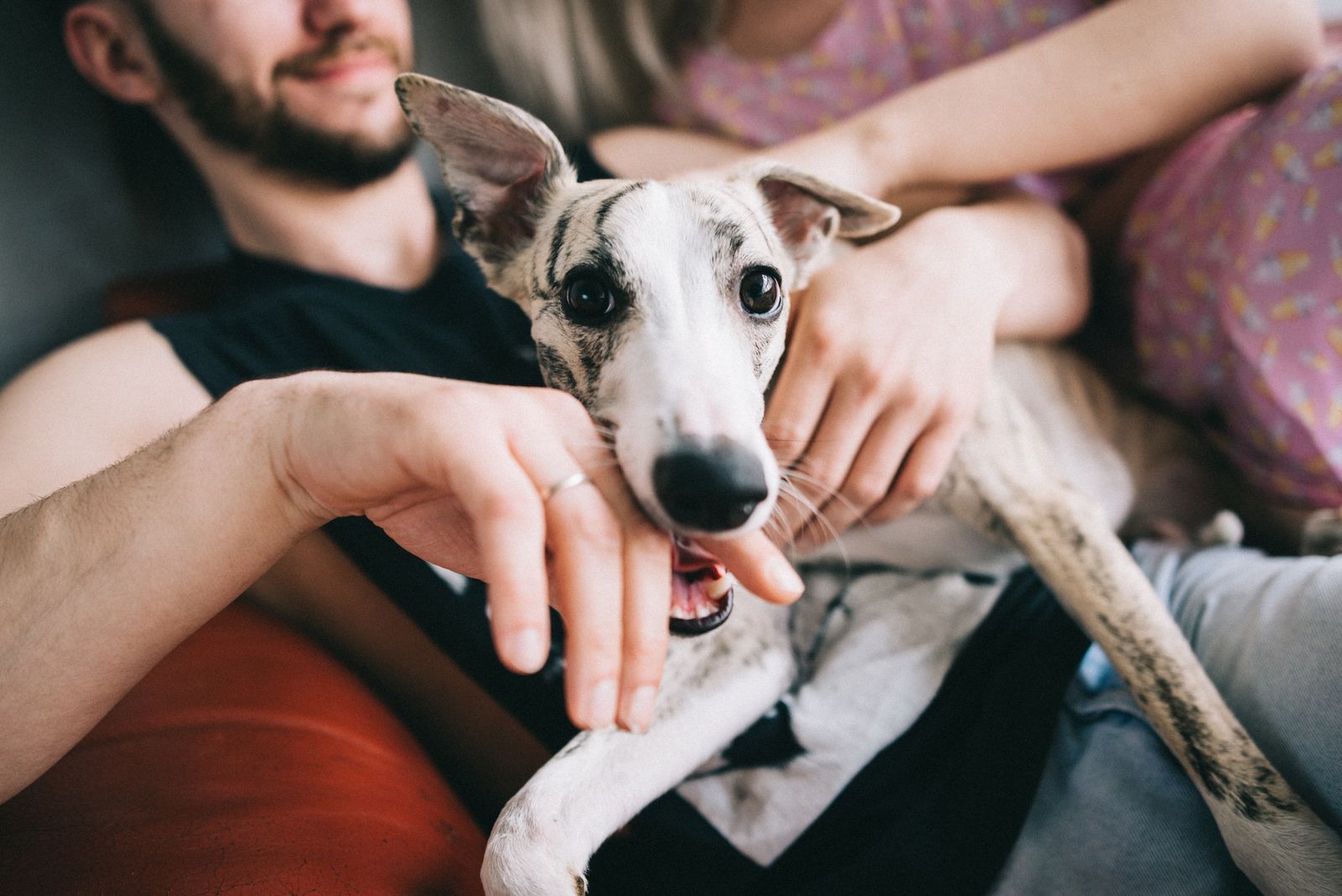 Jeune whippet blanc taché de gris, la gueule ouverte, installé sur les genoux d'un homme souriant et d'une autre personne, sur un canapé