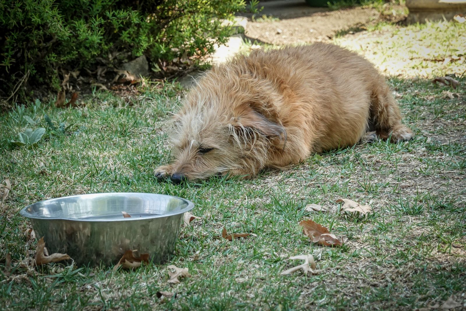 Petit chien beige à poils longs couché dans l'herbe verte parsemée de feuilles sèches, à côté d'une gamelle en inox remplie d'eau