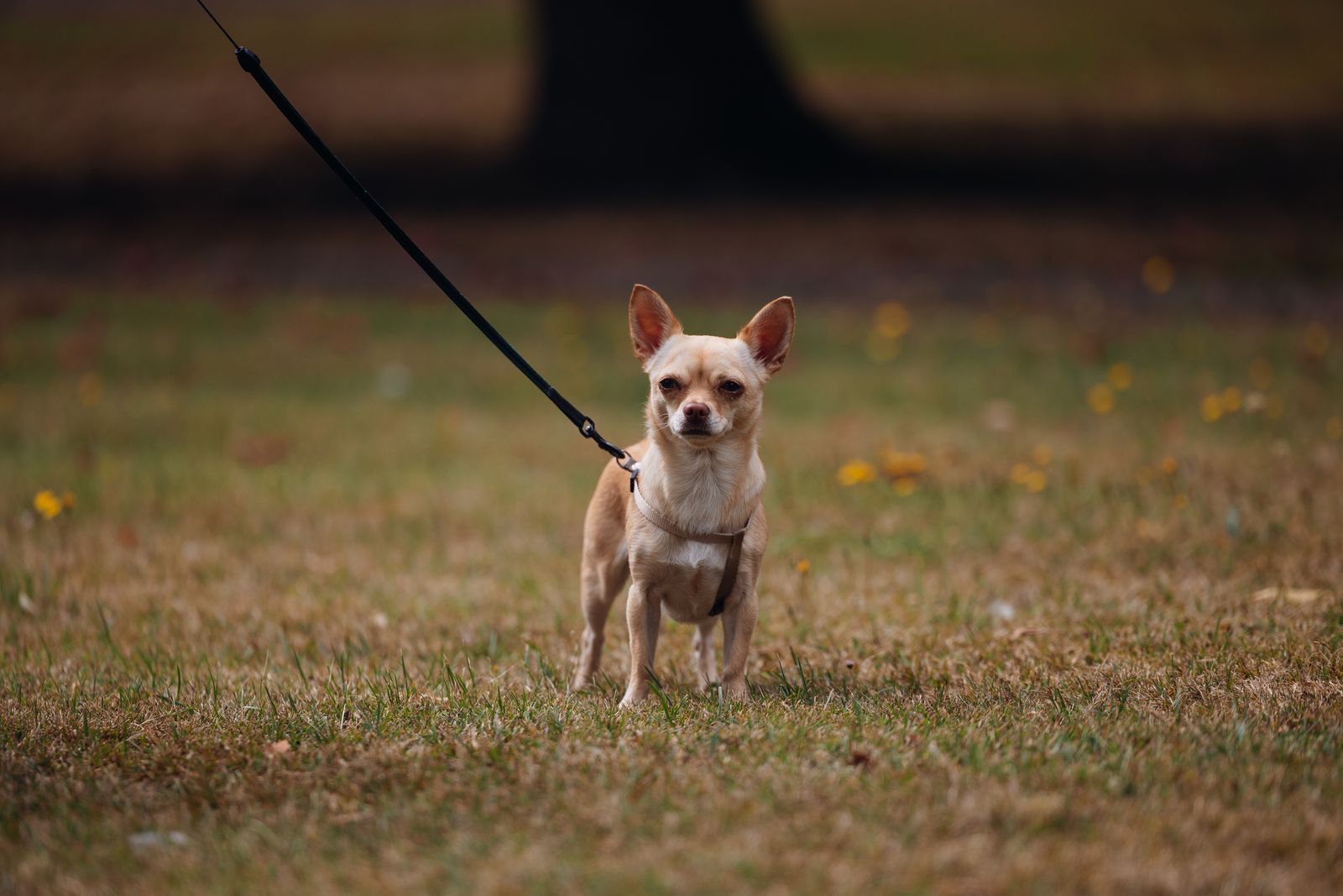 Petit chien beige aux grandes oreilles dressées, debout sur une pelouse sèche, relié par une fine laisse noire qui monte vers le haut de l'image