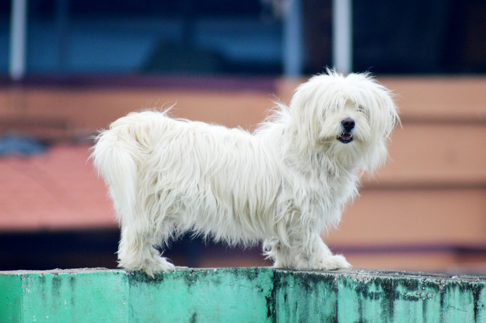 Petit chien blanc de type bichon maltais vu de profil, debout sur un muret en béton vert, au long poil blanc qui retombe sur le visage et sur les flancs, avec un corps un peu plus long que haut
