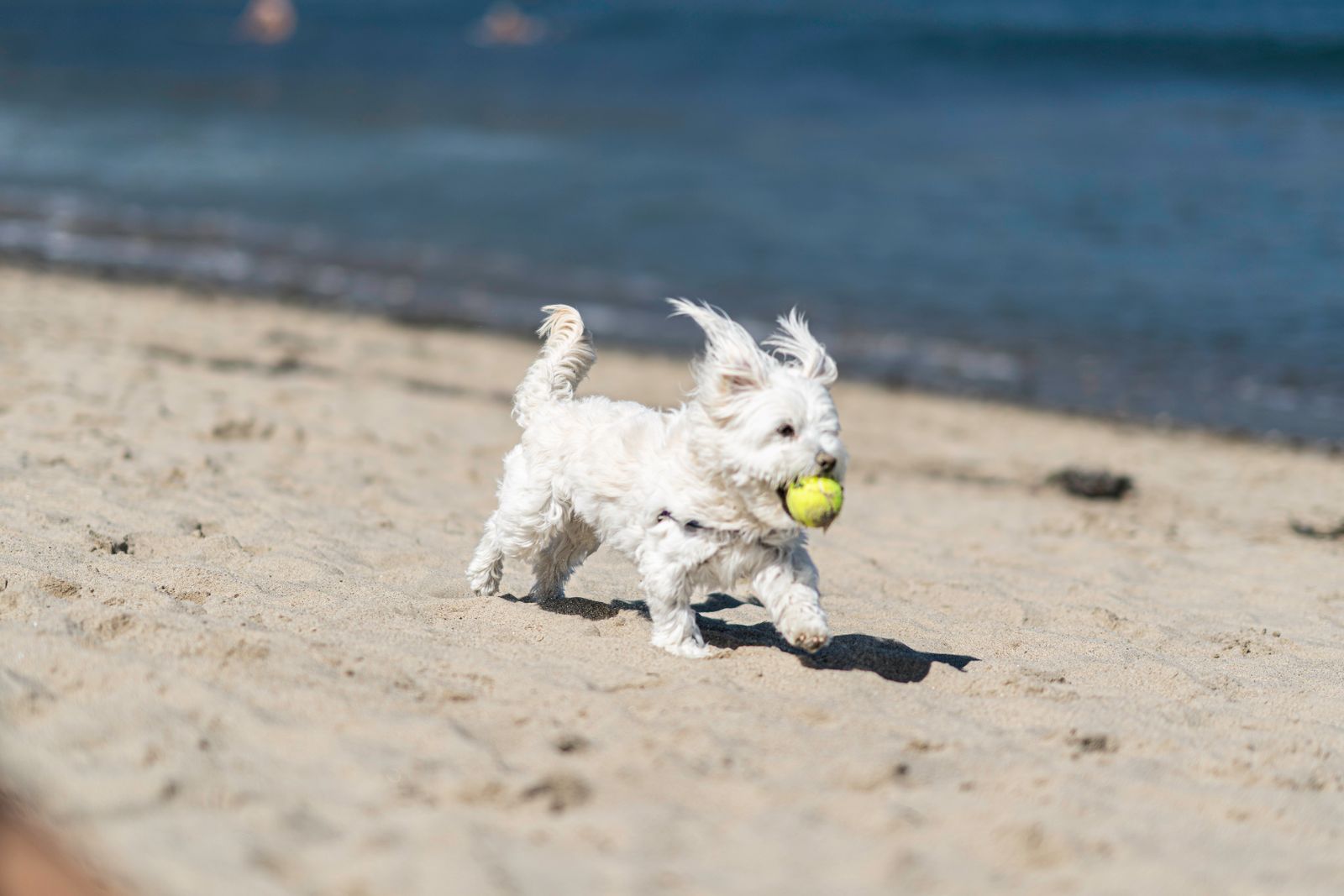 Petit chien blanc de type bichon maltais qui court sur le sable d'une plage, une balle de tennis jaune dans la gueule et les oreilles soulevées par la course, la mer floue à l'arrière-plan