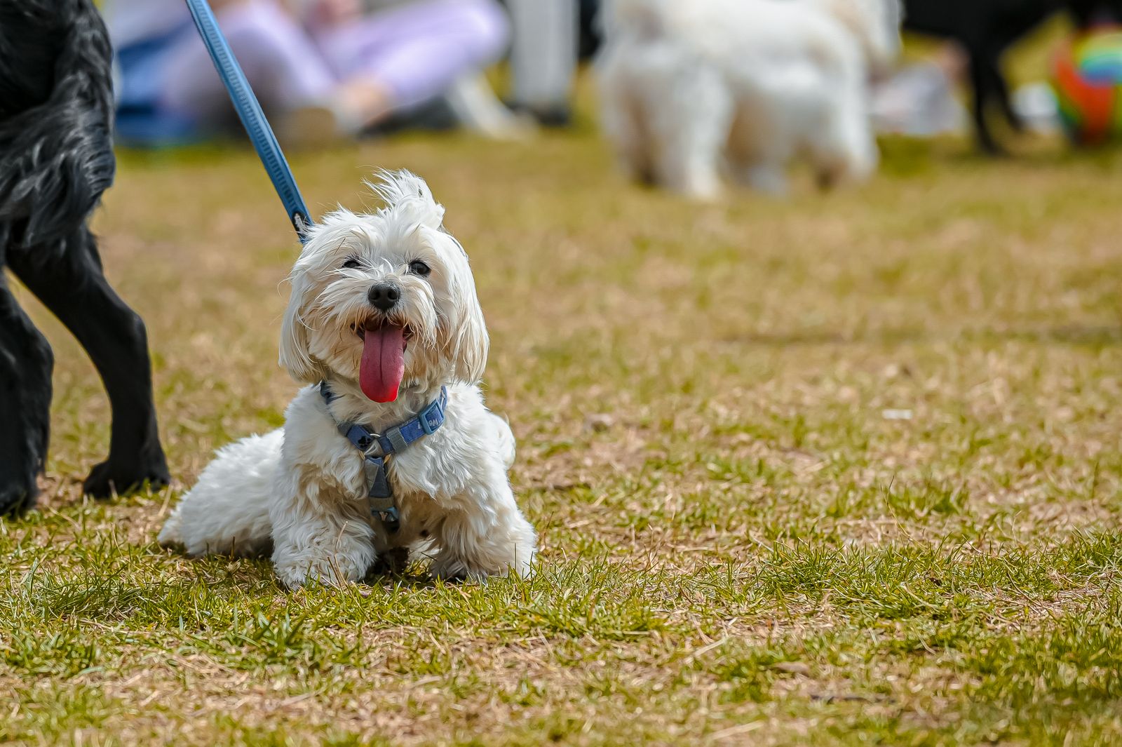 Petit chien blanc de type bichon maltais assis dans l'herbe d'un parc, la langue rose sortie, un harnais et une laisse bleus, avec d'autres chiens flous à l'arrière-plan