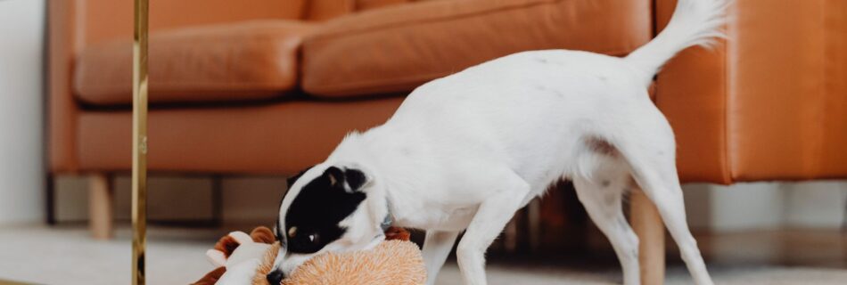 Petit chien blanc à la tête tachée de noir, la queue dressée, la gueule plongée dans une peluche brune et blanche posée sur un tapis clair, devant un canapé en cuir orange, dans un salon lumineux