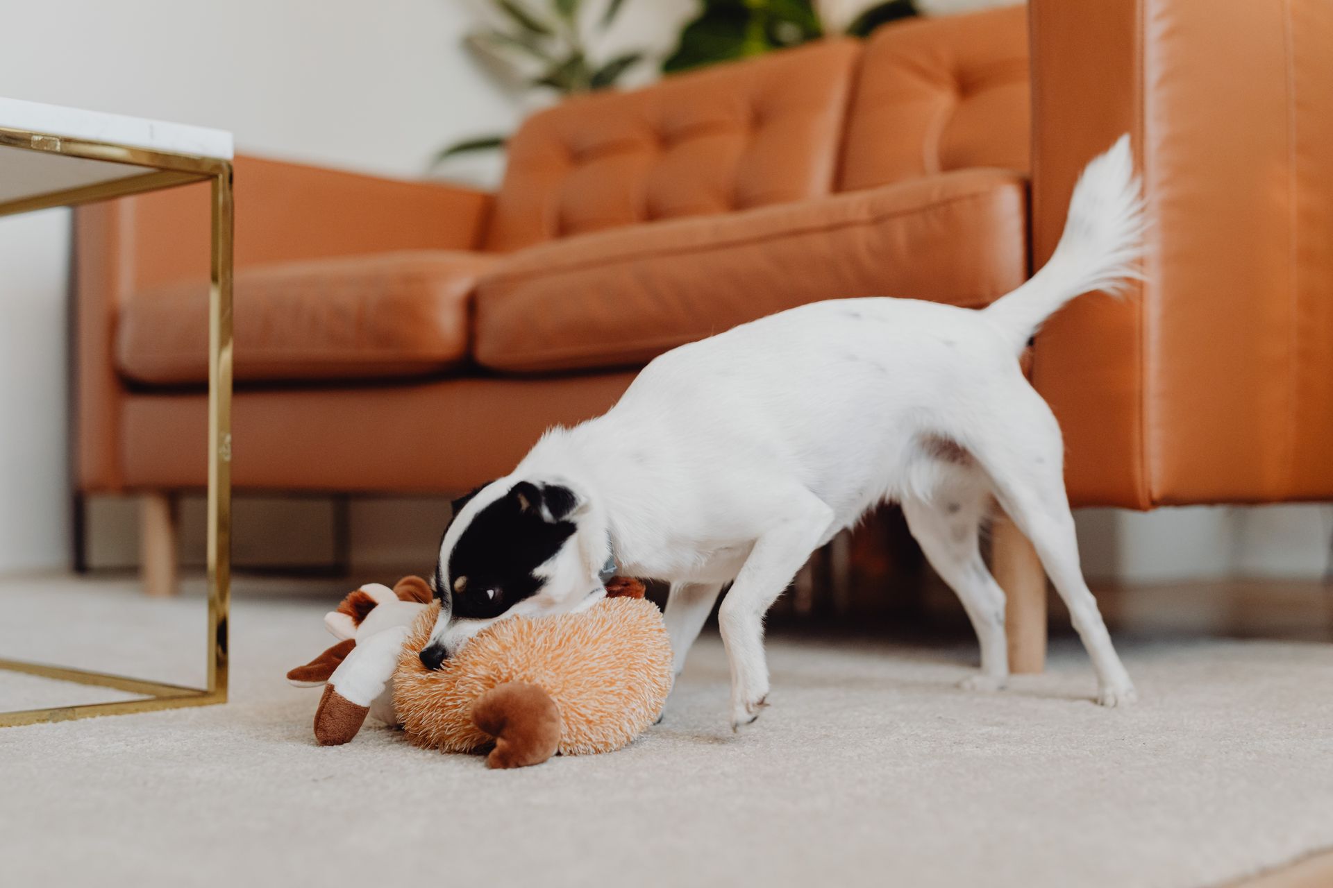 Petit chien blanc à la tête tachée de noir, la queue dressée, la gueule plongée dans une peluche brune et blanche posée sur un tapis clair, devant un canapé en cuir orange, dans un salon lumineux