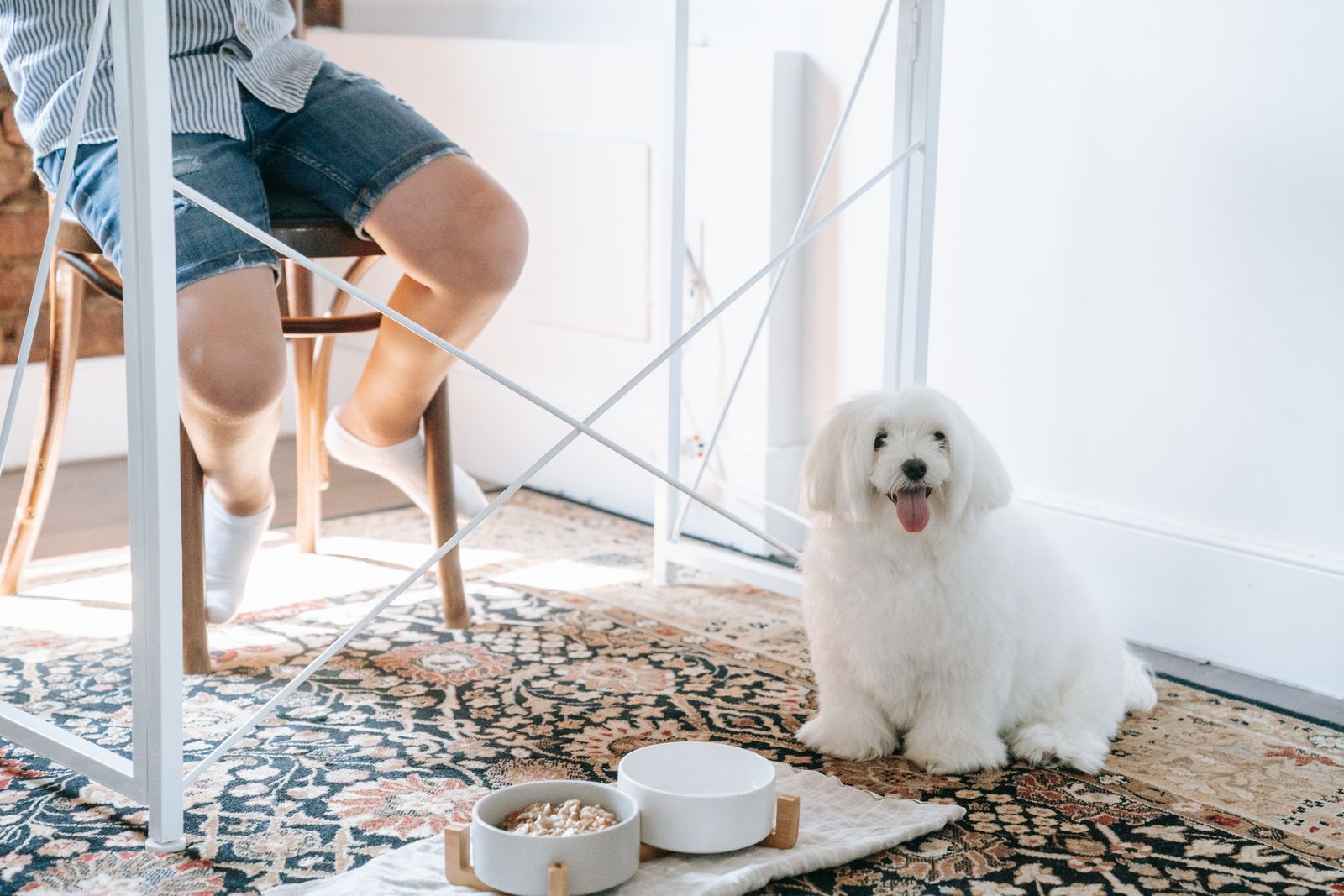 Petit chien blanc au poil long, assis la langue sortie sur un tapis à motifs, à côté de deux gamelles blanches posées sur des supports en bois, l'une remplie de croquettes ; au-dessus, les jambes d'une personne assise sur une chaise
