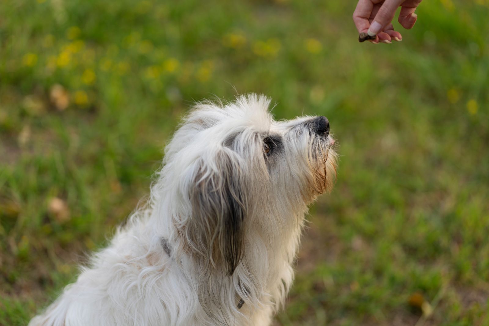 Petit chien blanc à poils longs, assis dans l'herbe, qui regarde une main tenant une toute petite friandise au-dessus de lui, avec des fleurs jaunes floues à l'arrière-plan