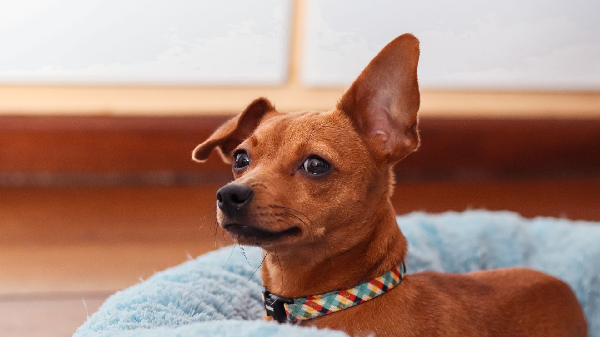 Petit chien brun feu à l'oreille dressée, couché dans un lit rond en peluche bleu clair, un collier à carreaux autour du cou
