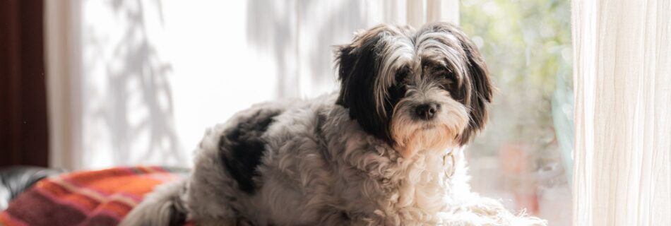 Petit chien à poil long noir et blanc, couché sur une couverture tissée rouge et orangée, devant une grande fenêtre à rideaux blancs éclairée par le soleil, le regard tourné vers l'objectif