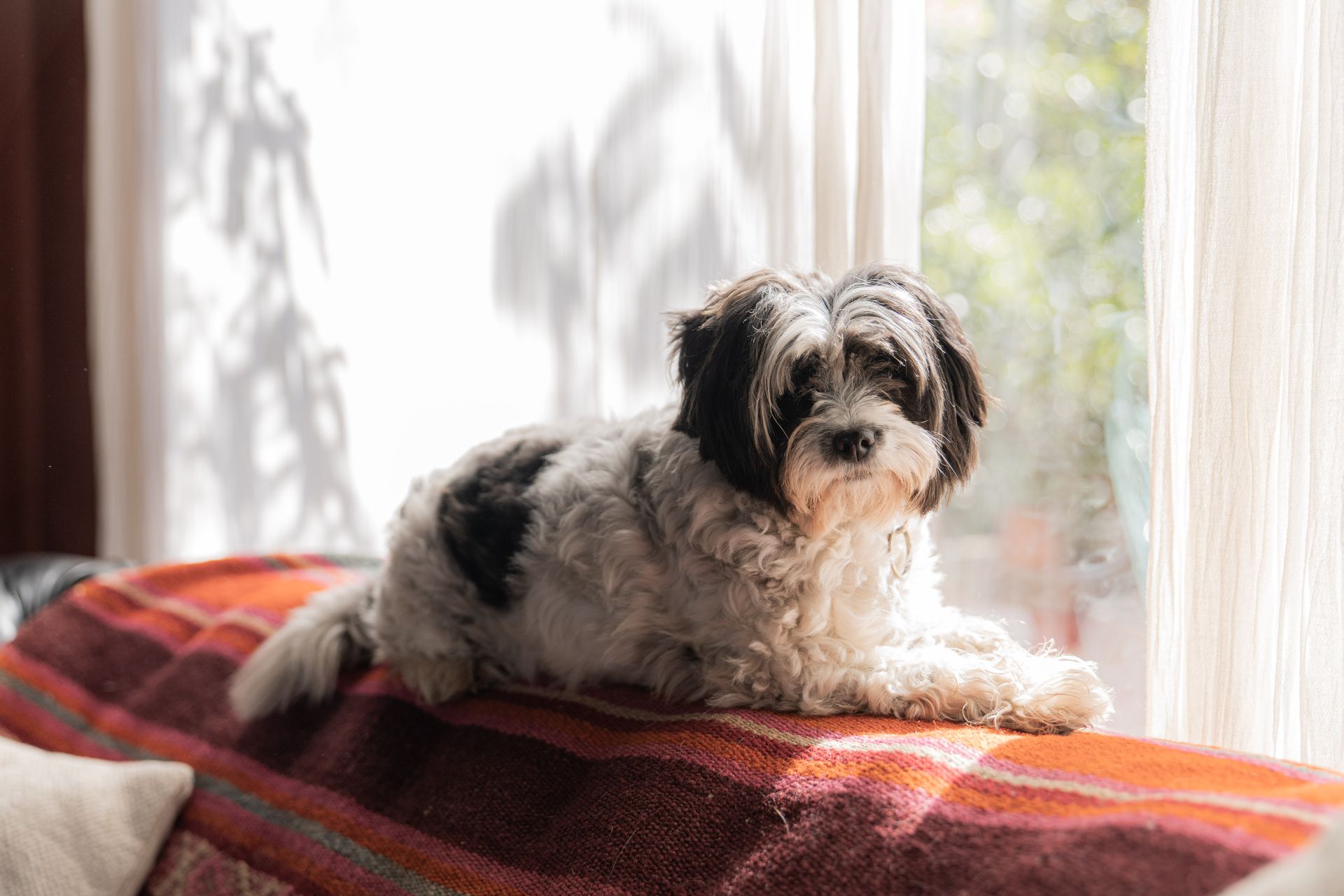 Petit chien à poil long noir et blanc, couché sur une couverture tissée rouge et orangée, devant une grande fenêtre à rideaux blancs éclairée par le soleil, le regard tourné vers l'objectif