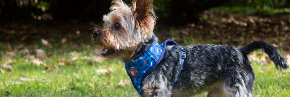 Petit chien à poil long gris et feu, debout dans l'herbe d'un parc ensoleillé, portant un harnais bleu à motifs, la tête tournée sur le côté
