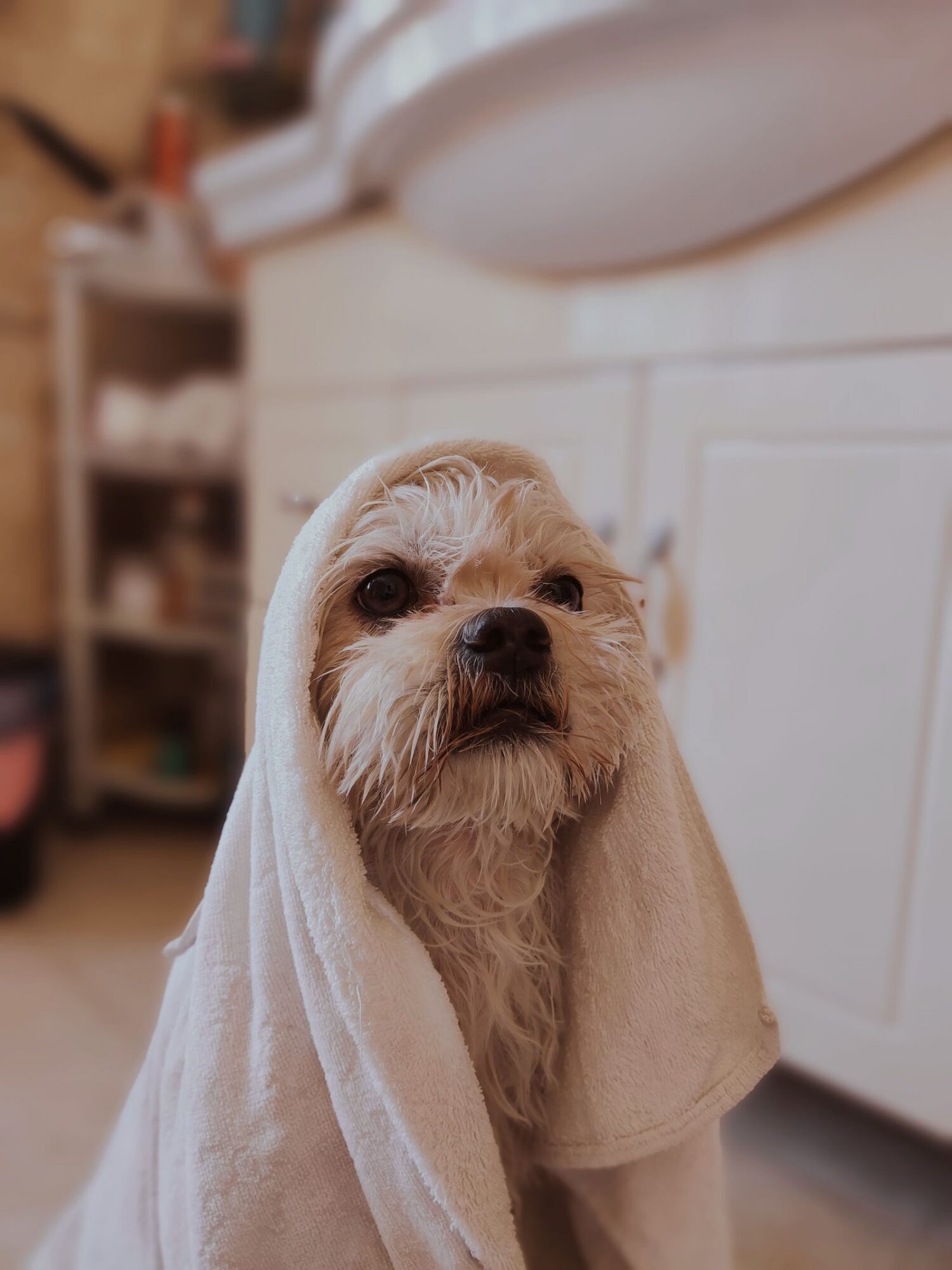 Petit chien au poil clair, une serviette blanche sur la tête et les épaules, assis dans une salle de bains