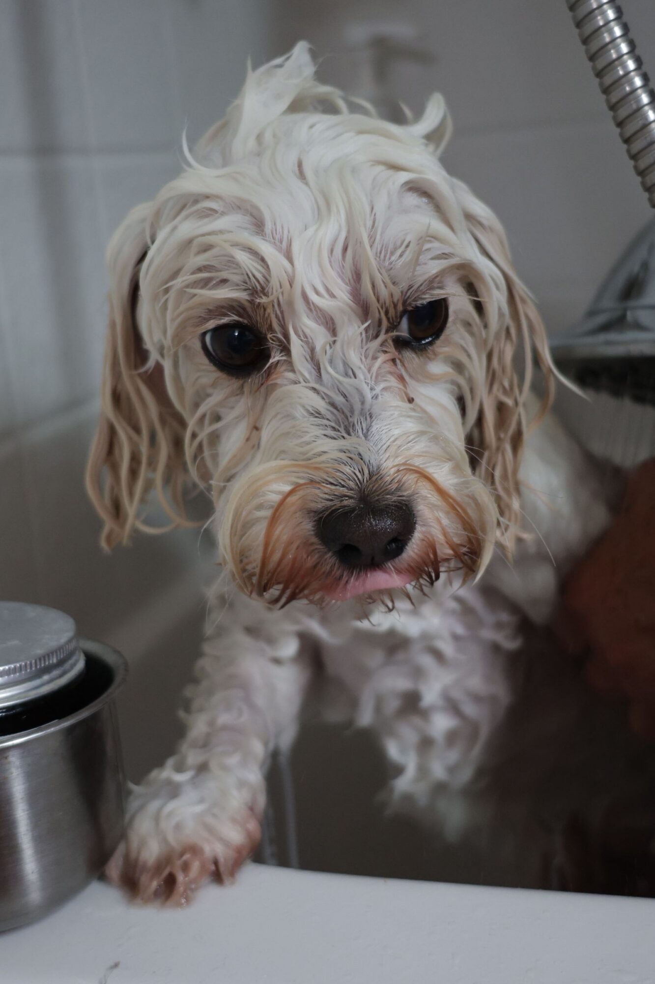 Petit chien au poil clair et mouillé, les pattes avant sur le bord de la baignoire, qui regarde l'objectif, un tuyau de douche derrière lui