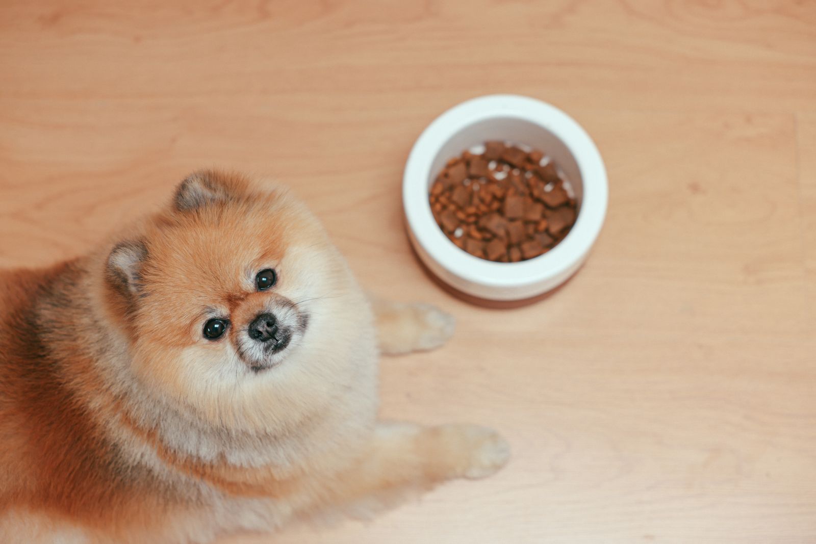 Vue du dessus d'un petit chien au poil roux et crème, couché sur un parquet clair, qui lève les yeux vers l'objectif ; à côté de lui, une gamelle blanche remplie de croquettes brunes