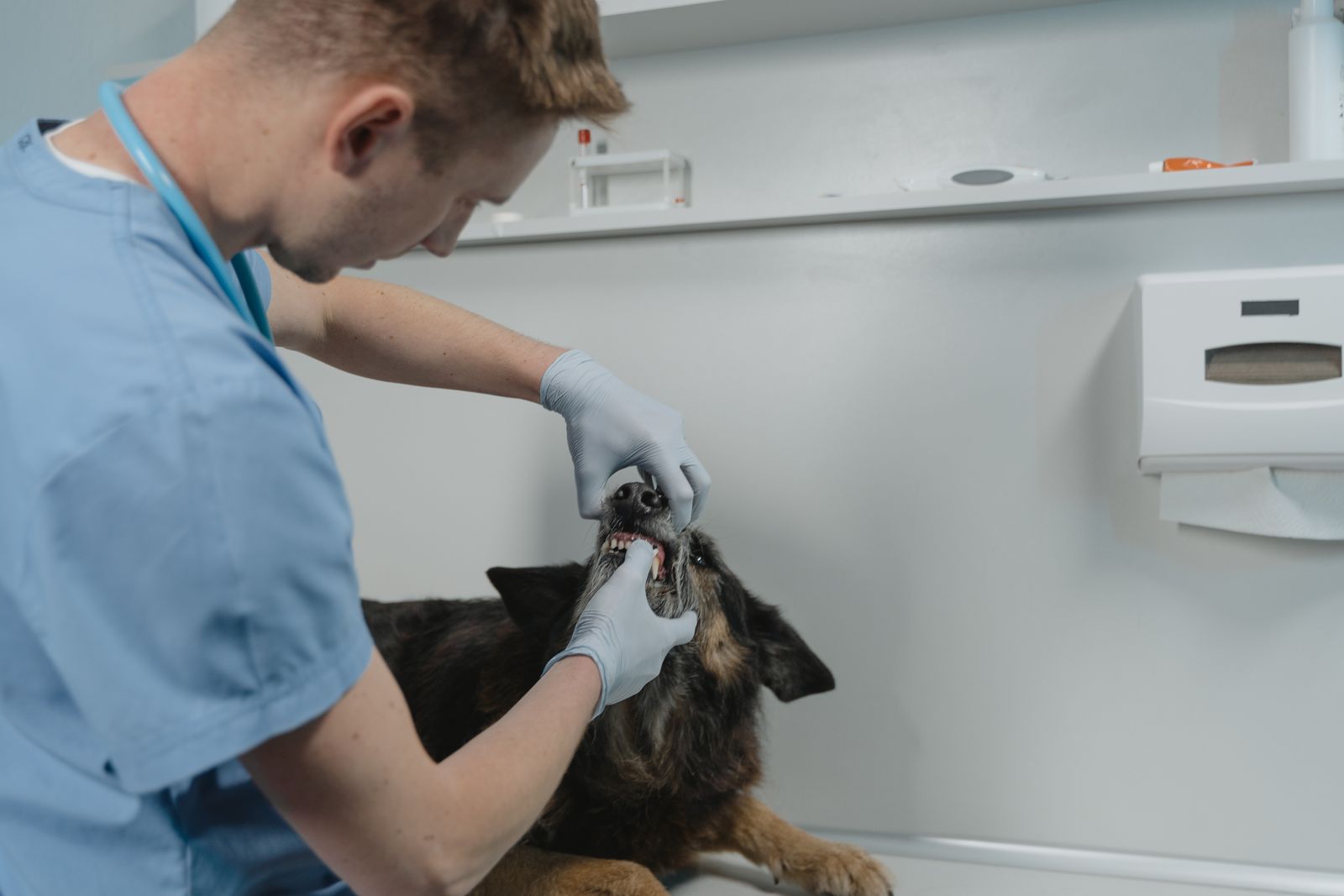 Vétérinaire en tenue bleu clair, stéthoscope autour du cou et gants gris, qui écarte la gueule d'un chien noir et feu pour regarder ses dents, dans une salle de soins aux murs clairs