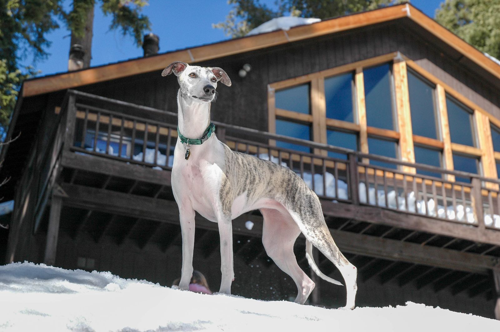 Whippet blanc à marques bringées, debout sur la neige avec un collier vert, le corps entier visible, devant un chalet en bois à grandes baies vitrées