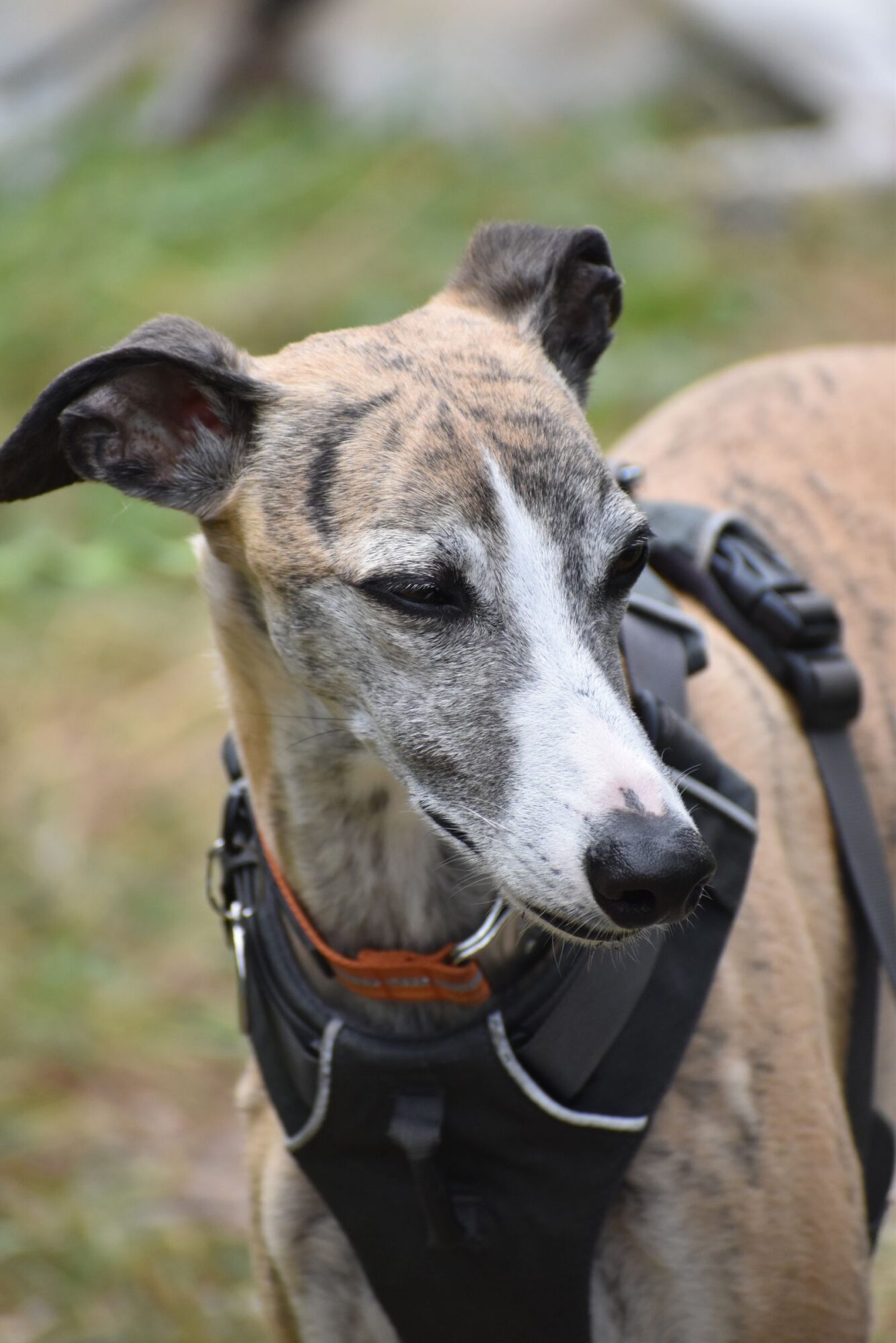 Whippet au pelage fauve bringé, une raie blanche sur le museau, équipé d'un harnais noir et d'un collier orange, photographié en gros plan devant un fond vert flou
