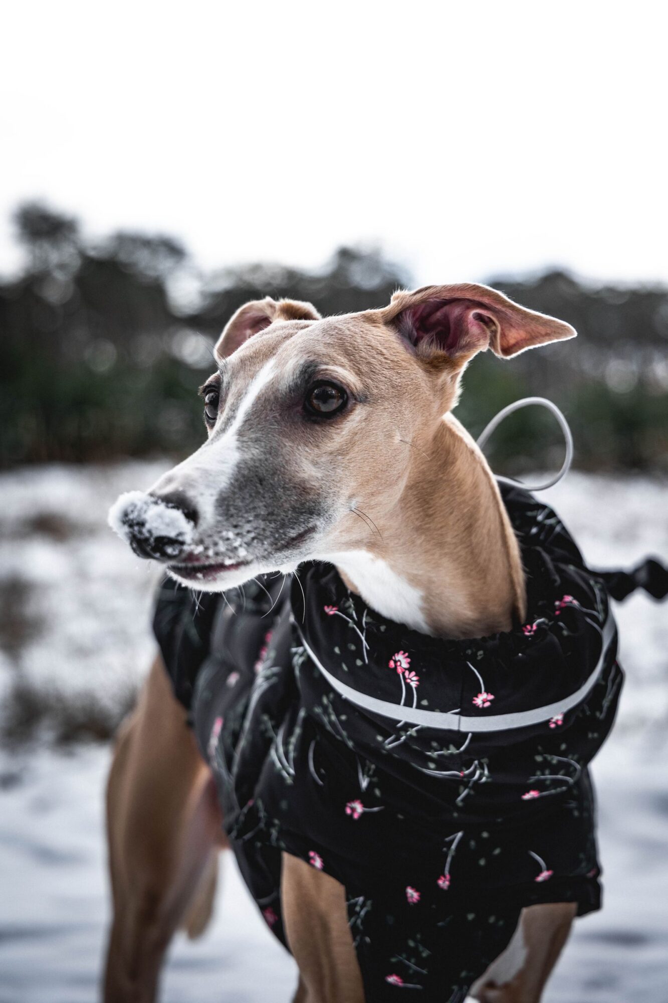 Whippet fauve et blanc, la tête dépassant d'un manteau noir imprimé à bande réfléchissante, devant un sol enneigé et des arbres