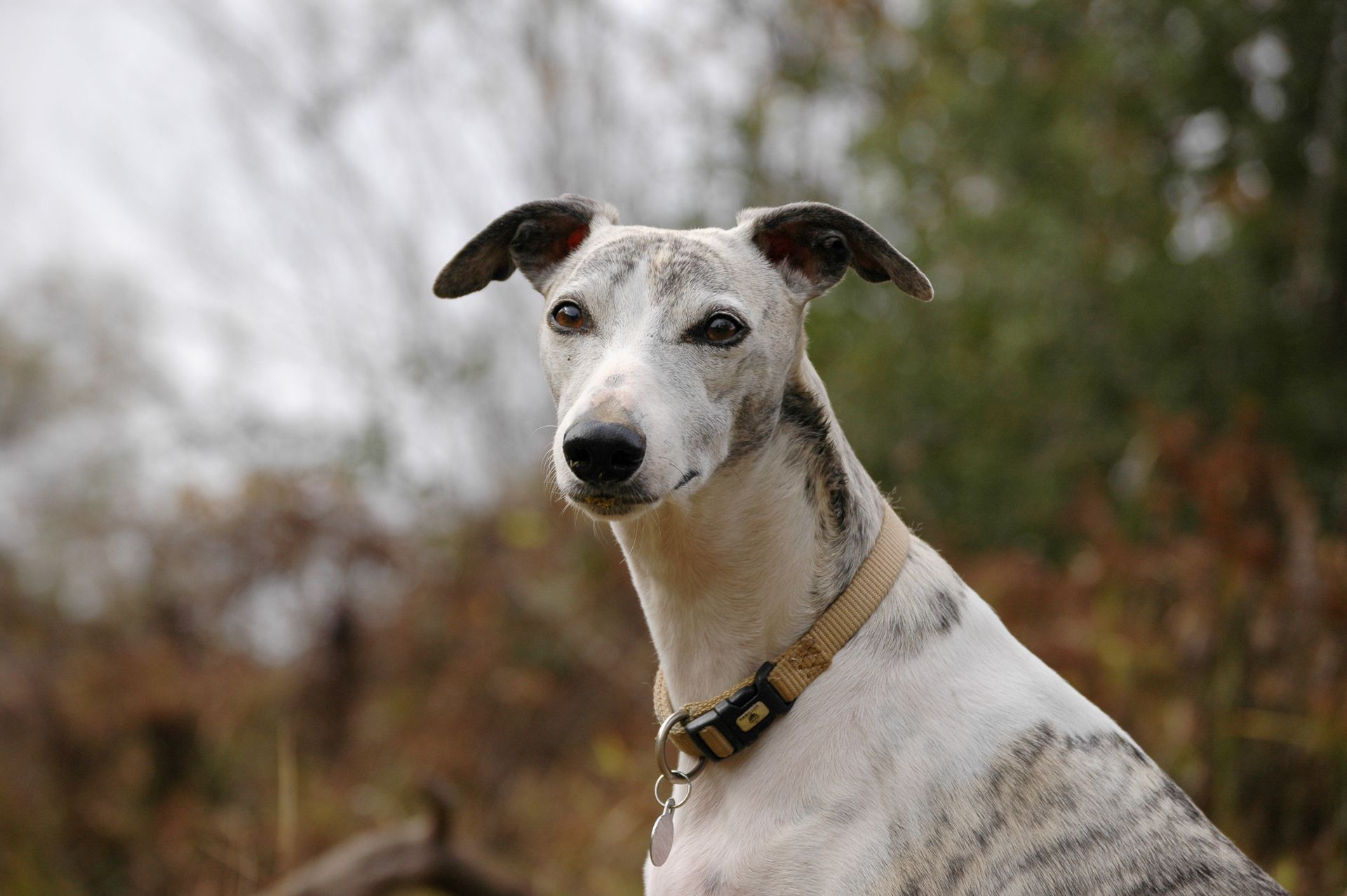 Whippet au pelage blanc marqué de gris, vu de trois quarts, le museau fin, les oreilles repliées et un collier beige à boucle, devant un feuillage d'automne flou