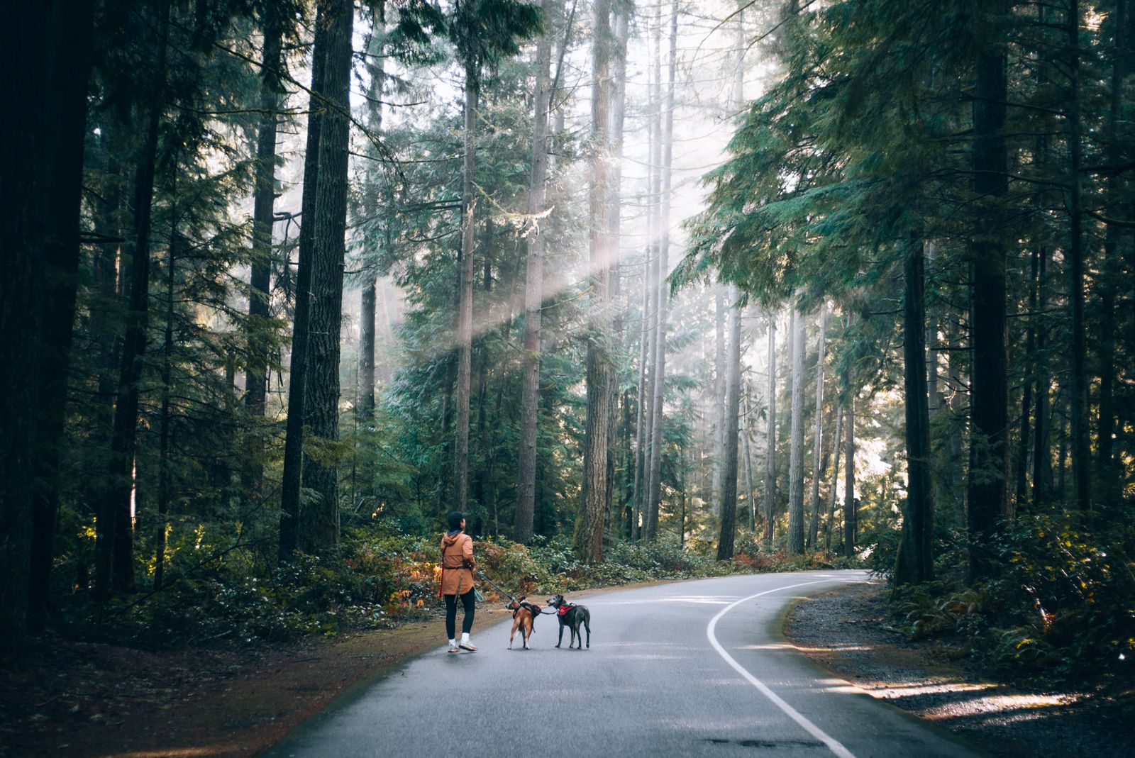 Femme en veste orange marchant sur une route goudronnée avec deux chiens, entre de grands conifères traversés par des rayons de soleil, dans une forêt sombre