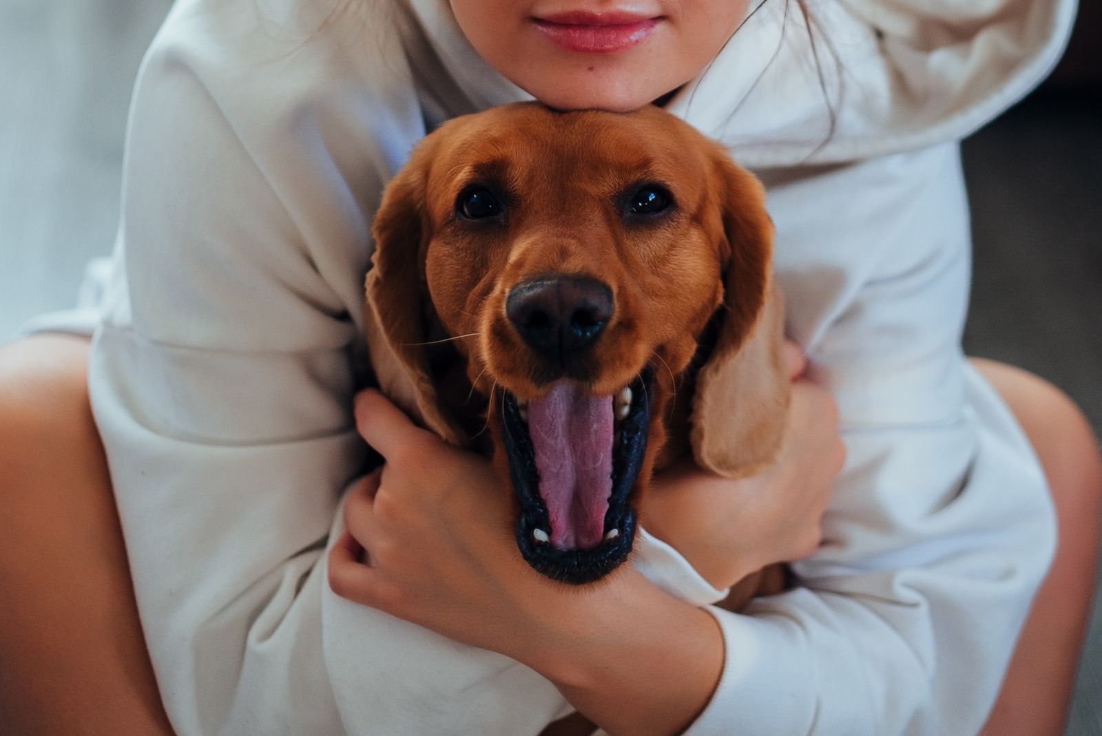 Femme en sweat à capuche blanc, dont on ne voit que le bas du visage, qui serre contre elle un chien roux aux longues oreilles tombantes, gueule grande ouverte et langue rose sortie