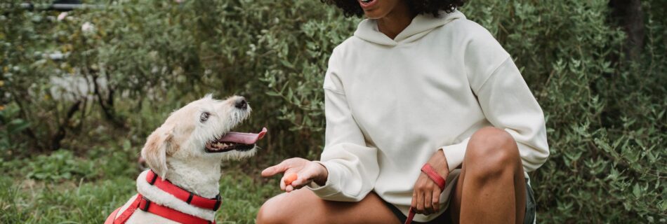 Jeune femme souriante accroupie dans l'herbe, tendant une friandise à son chien clair assis face à elle, avec un harnais et une laisse rouges
