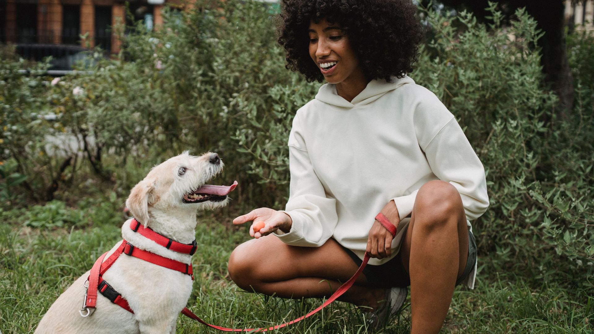 Jeune femme souriante accroupie dans l'herbe, tendant une friandise à son chien clair assis face à elle, avec un harnais et une laisse rouges