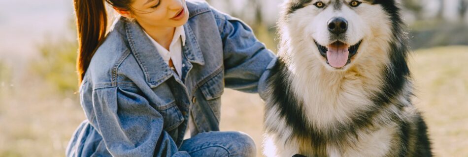 Jeune femme en veste en jean, accroupie dans un champ ensoleillé, qui brosse avec une brosse à poignée noire un grand chien au poil épais noir, blanc et gris, la langue sortie