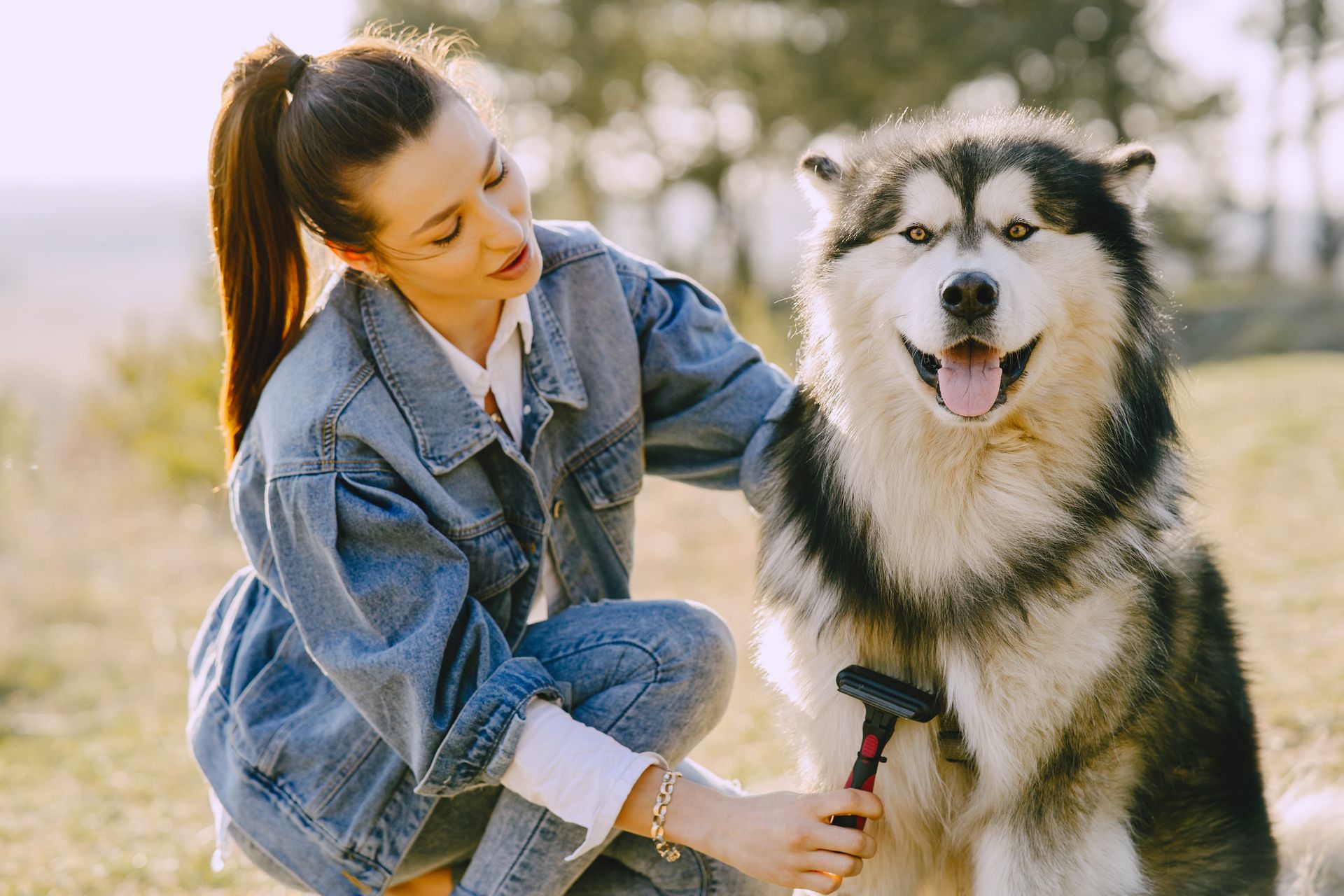 Jeune femme en veste en jean, accroupie dans un champ ensoleillé, qui brosse avec une brosse à poignée noire un grand chien au poil épais noir, blanc et gris, la langue sortie