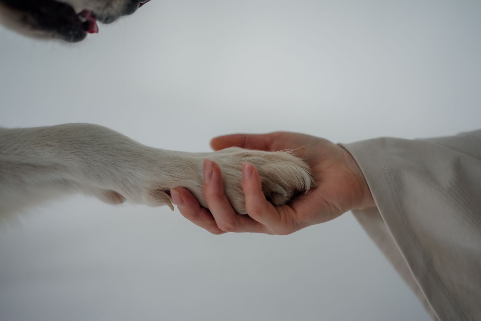 Main qui tient doucement la patte claire d'un chien, sur un fond gris clair
