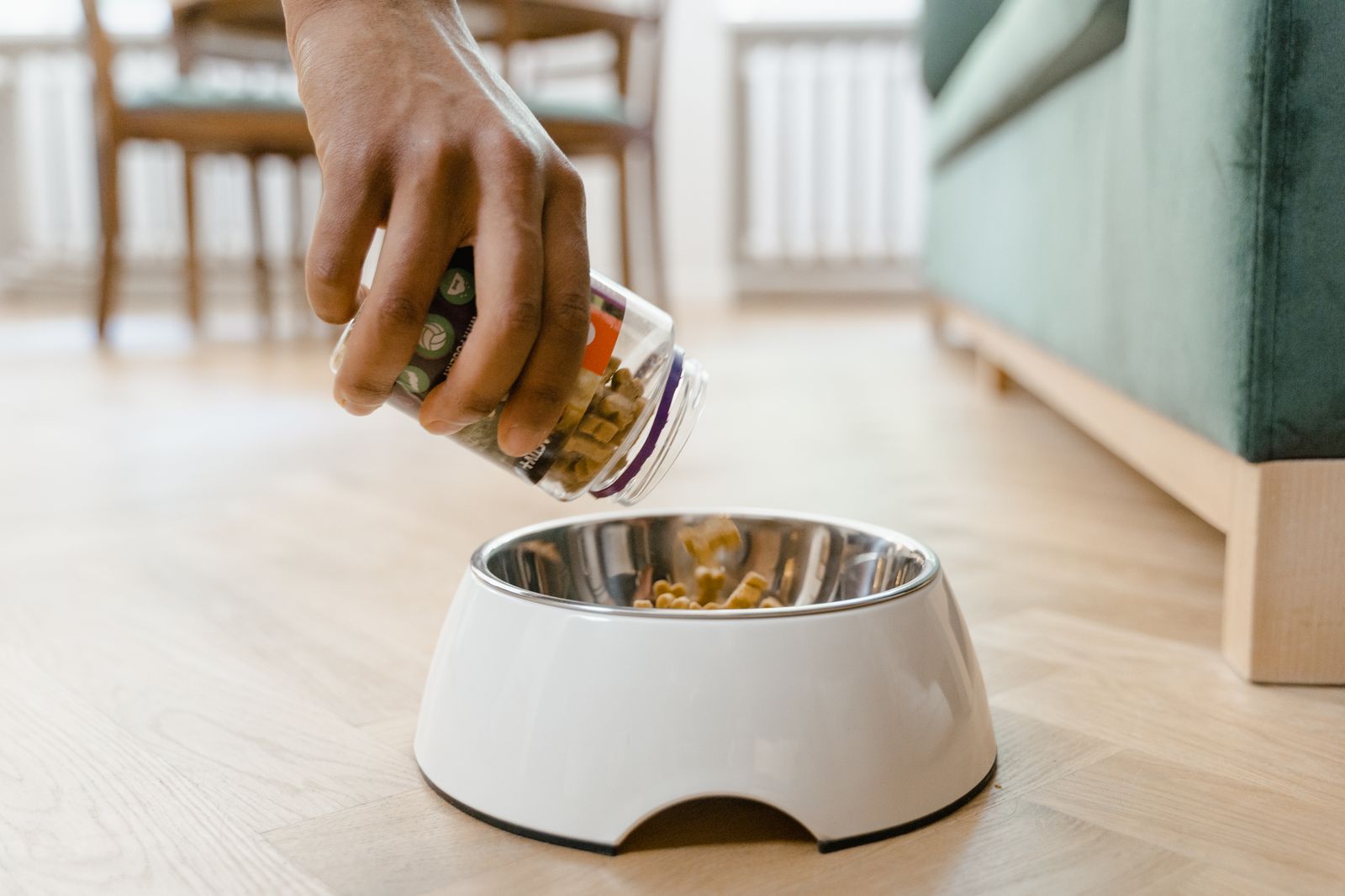 Main d'une personne qui verse de petits granulés bruns d'un bocal transparent dans une gamelle blanche à intérieur en inox posée sur un parquet clair, avec un canapé vert et des chaises en bois en arrière-plan
