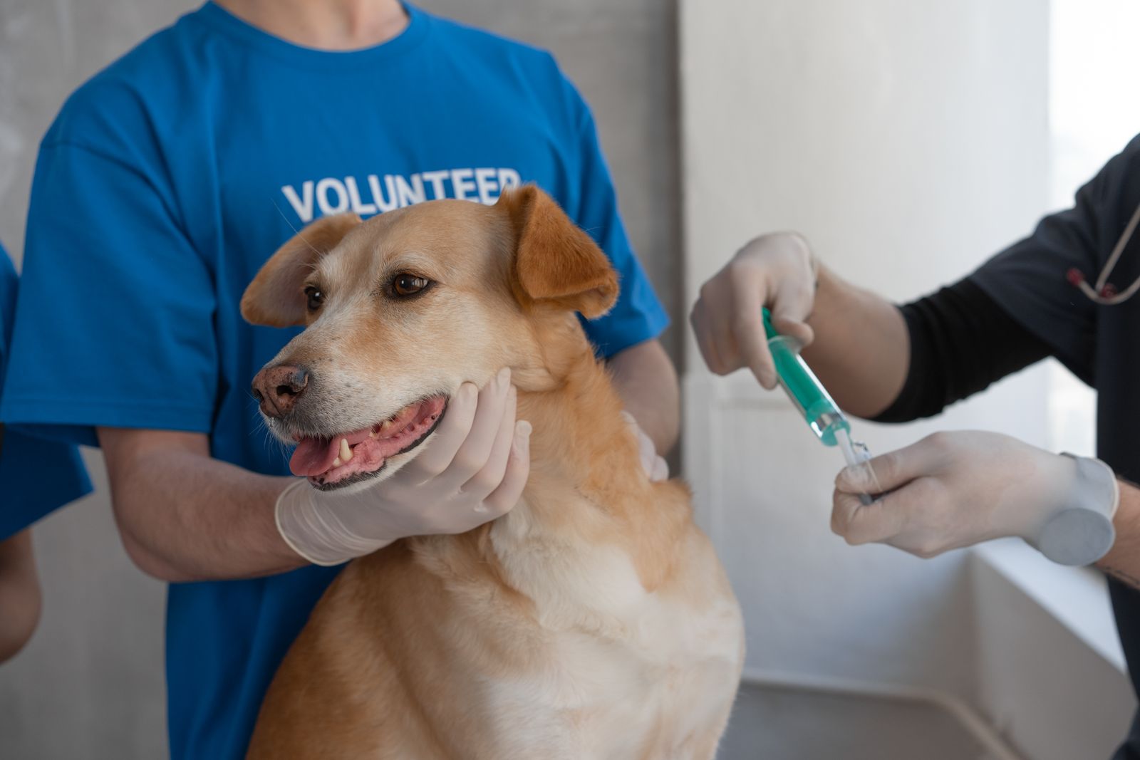 Personne en t-shirt bleu qui tient un chien fauve contre elle, pendant qu'une main gantée tient une seringue à embout vert près de l'animal