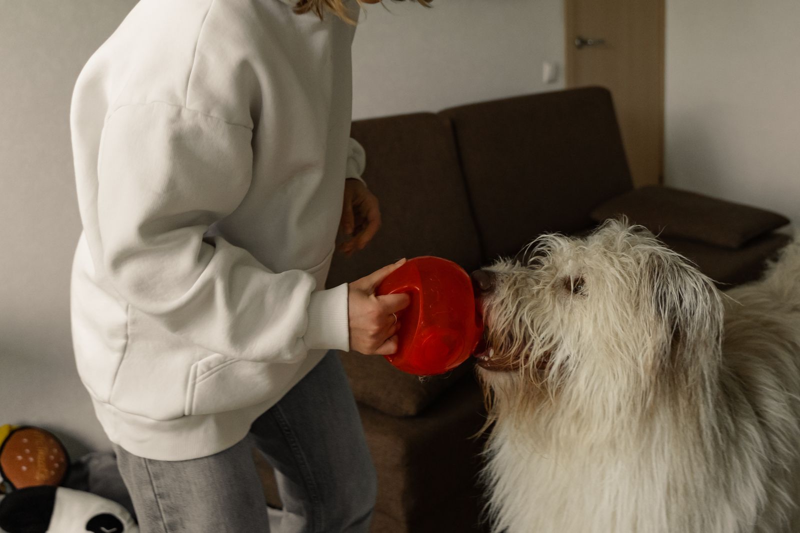 Personne en sweat blanc et jean, le visage hors cadre, qui tient une gamelle rouge devant le museau d'un grand chien au poil long et hirsute, devant un canapé marron