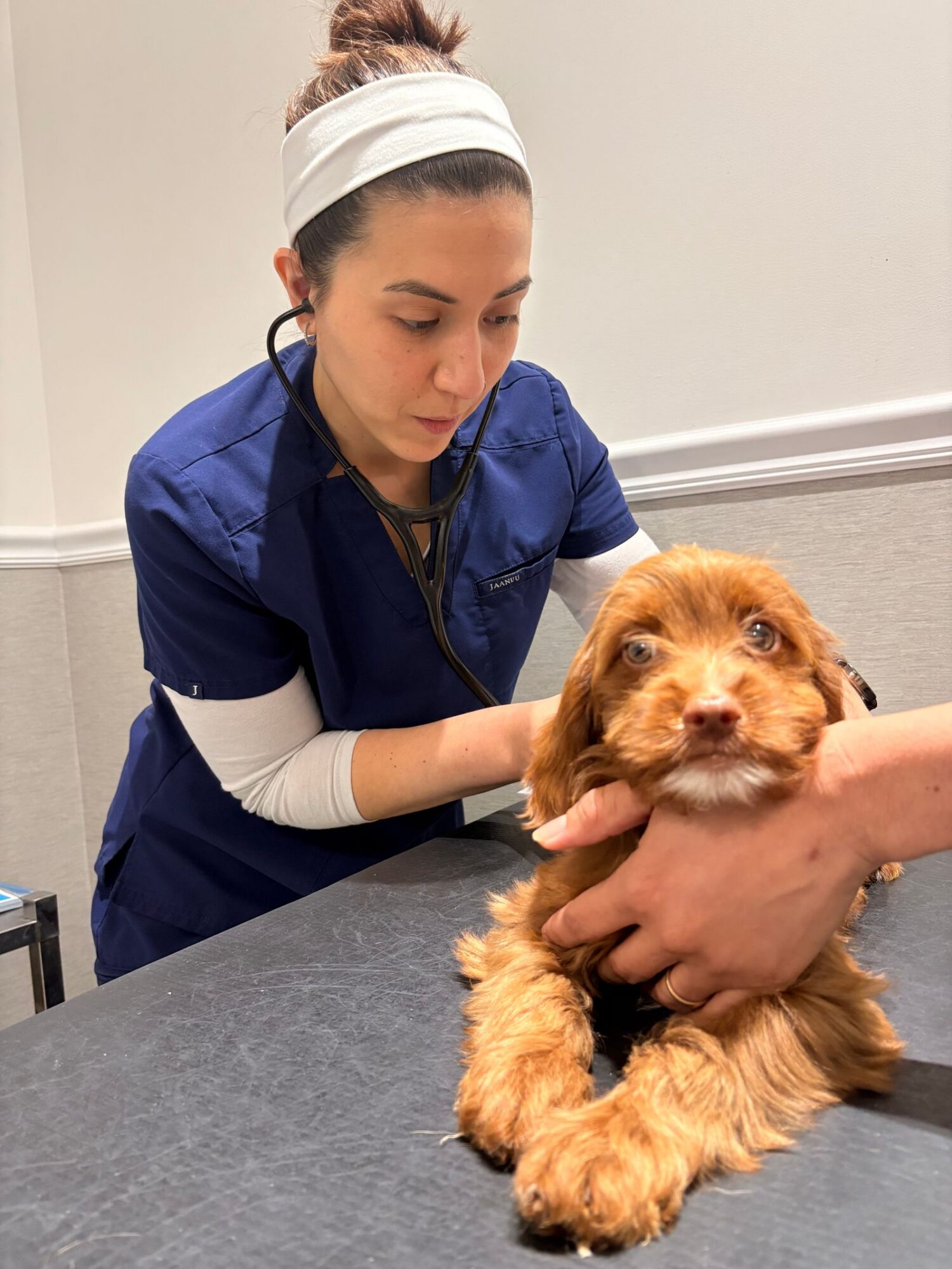 Femme en blouse bleu marine, bandeau blanc dans les cheveux et stéthoscope autour du cou, qui examine un petit chien roux au poil bouclé posé sur une table grise, une main tenant son menton
