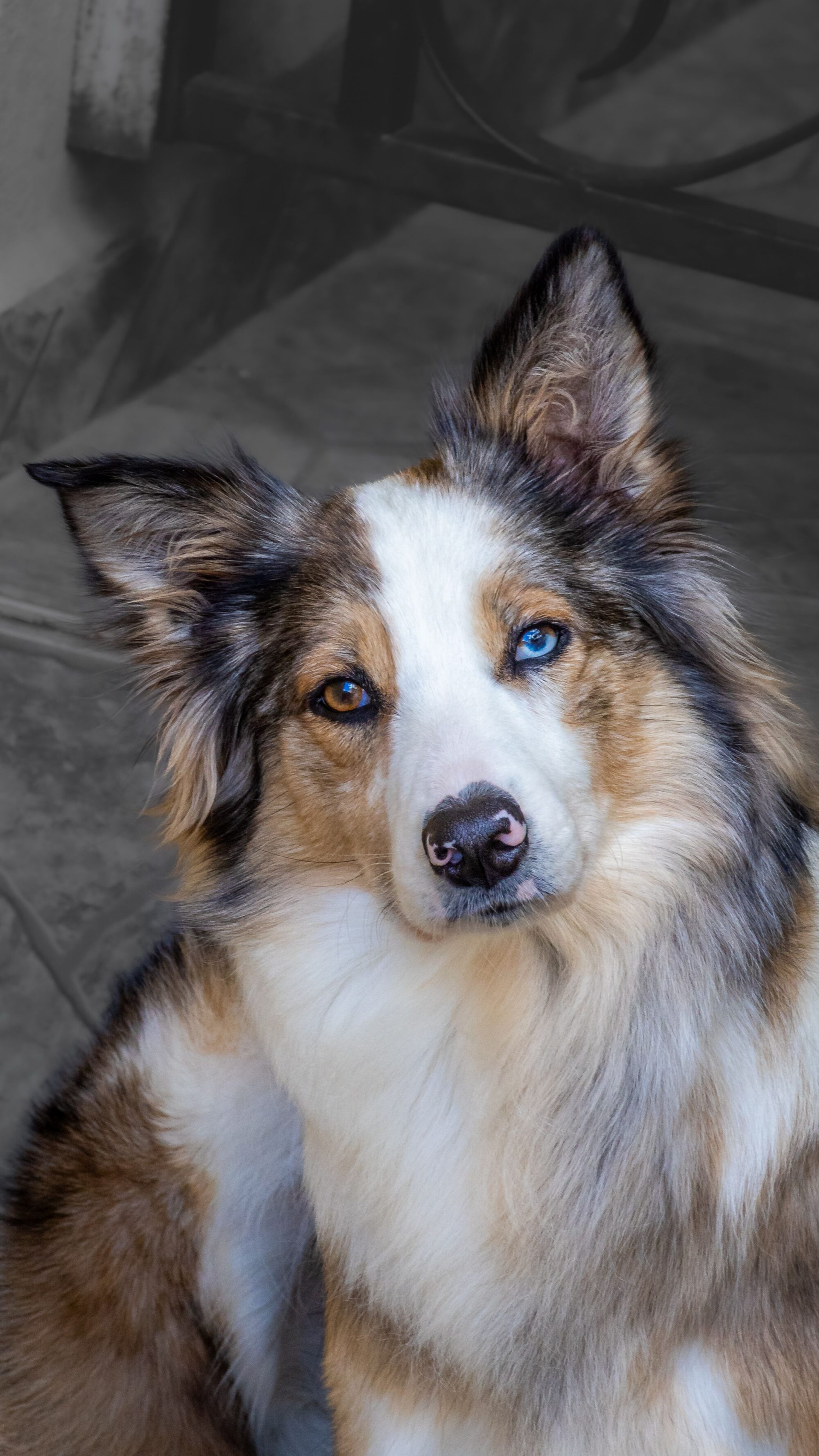 Chien aux yeux vairons, un œil marron et un œil bleu, la tête penchée
