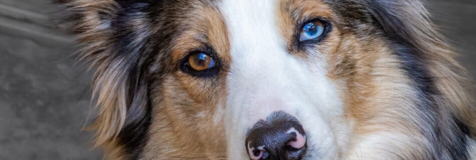 Chien aux yeux vairons, un œil marron et un œil bleu, la tête penchée